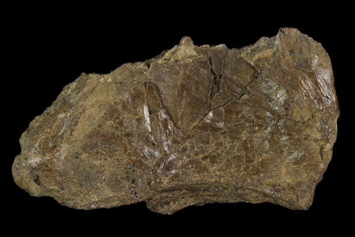 Fossil Pterosaur (Pteranodon) Scapula Section - Kansas #115214